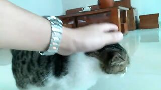 The cat voluntarily took a bath after not bathing for a month