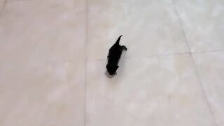 A kitten ran after me into the bathroom, the chubby kittens second bath
