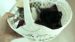 Rescued Mother Cat Finally Trusts MeAs I Care for Her Hungry Kittens