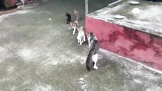 Kittens happily play as they are taken care of outdoors for the first time.