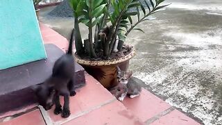 This cat loves having its ears cleaned and its expression shows it.