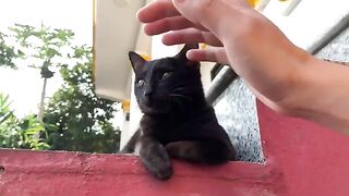 Kitten reacts violently to bath. Funny and cute.