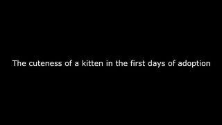 The cuteness of a kitten in the first days of adoption. Collection of the most attractive videos