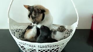The mother cat was worried when she saw her kittens were hungry and begged her owner for help.