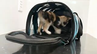 A mischievous kitten tries to stop dad from working with his cuteness.