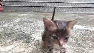 Kittens Learning to Climb Stairs Faster Than Expected