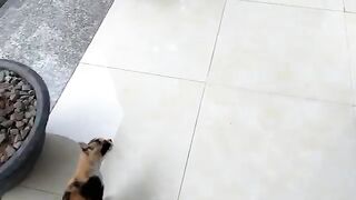 A New Way to Feed My Hungry Kittens! Meet Mom Cat and Her Screaming Kittens