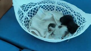 Rescued black kitten gets first bath covered in dust