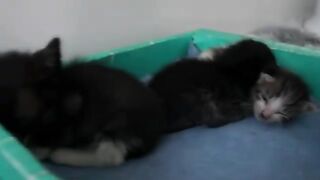Wake up the kittens in the morning, whats waiting for them is formula milk