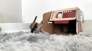 Look back at the mischievousness of a rescued kitten just days after returning home