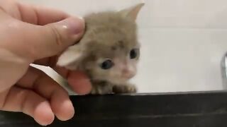 The BEST Formula for Hungry Kittens Revealed