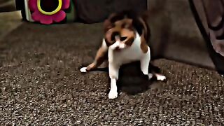 KUCING LUCU LAGI SEMPOYONGAN