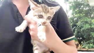 Bathing dirty kitten, big cat comforts kitten after bath