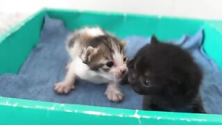 Healed by seeing kittens getting along with each other