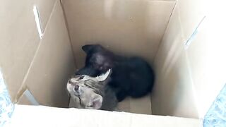Two cute kittens sleeping in a box