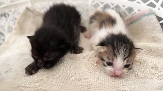 Kittens are hungry due to lack of milk from mother cat, kittens are learning to drink formula