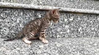 I didnt expect the kitten to be so dirty after a bath. Go give the kitten a bath.