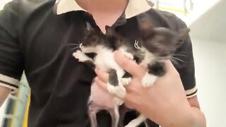 How to take care of kittens that are lazy to drink formula milk