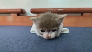 The hungry kitten and the sweetness of the milk, meowed incessantly.