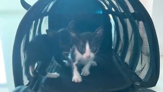 The little kitten learned to run after his daddy and loved to climb on him.