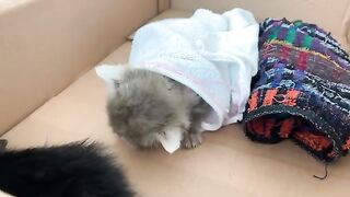 The white kitten doesnt like solid food but the black kitten does