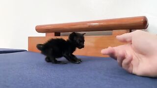 The kitten began to recover and play with my hand.