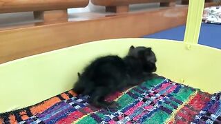 Moms surprising secret in bathing kittens, treating fleas, kittens are very optimistic