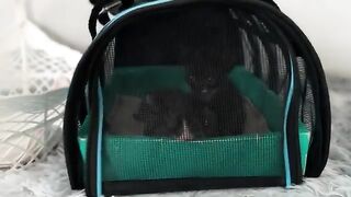 Adorable kittens wobble and climb on their dad