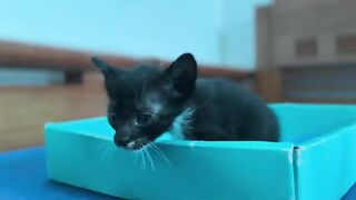This kitten is so adorable that I think you wont be able to take your eyes off it.