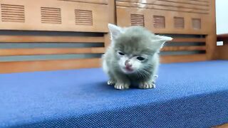 You wont be able to take your eyes off this kitten because its so cute.