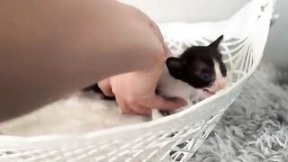 The cuteness of two kittens in the first days of adoption