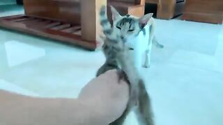 Kittens still demand milk from their foster mothers even when they are grown.