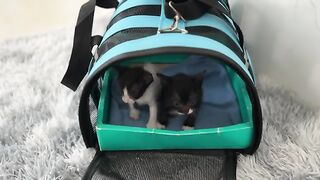 Kittens will not cry the first time they are bathed with warm water and a heat lamp.