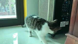 The sweetest cat youll ever see shows love for his owner.