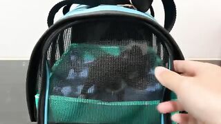 Caring for two noisy rescue kittens on day 3 after adoption