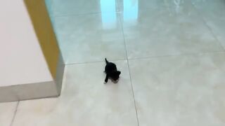 The first time the kitten got a bath, it was covered in poop and looked like a sea otter