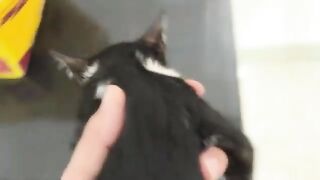 Kitten Care Secrets Successful Owners Use Daily For Healthy Meals