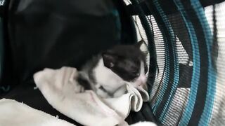 Noisy but cute kittens, stimulated to clean and drink formula