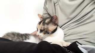 The mother cat is gentle but the kitten is very mischievous, now the kitten is much bigger