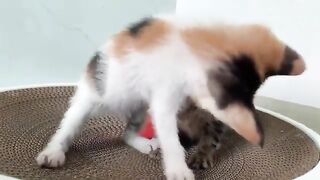 Two really happy, bored kittens playing and sleeping together