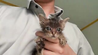 The tiny kitten, only as big as the palm of my hand, wobbled towards me, learning to run.