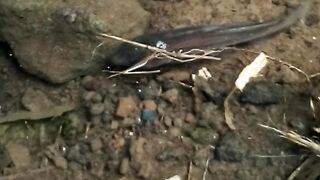 Ikan apa ini ya,kok lucu banget