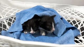 The kitten didnt want to leave the warm towel because it was cold and rainy today.