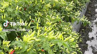 Chili