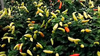 Chili farmer
