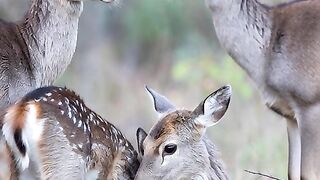 gazala with its family