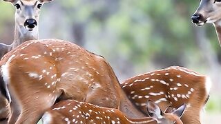 gazala with its family