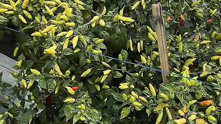 Chili farmer
