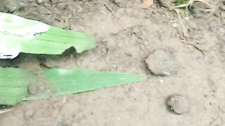 Unik sekali ikan ini?ada yg tahu nmanya komen ya
