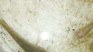 Ini ikan betok apa bukan ya?